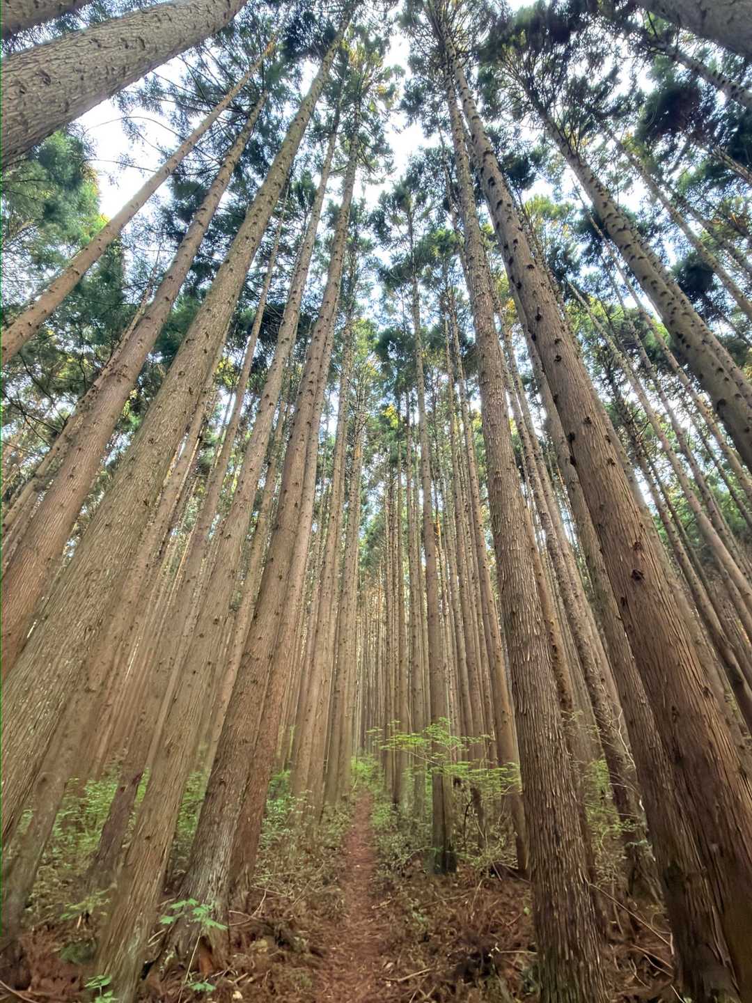 信楽寺跡登山口-松倉山-撫倉山-大倉山 周回コースの写真