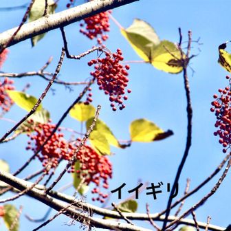 イイギリ（飯桐）
　　　　ヤナギ科イイギリ属

　1号路の20メートル位高い場所でたくさんの赤い実をつけていました。
