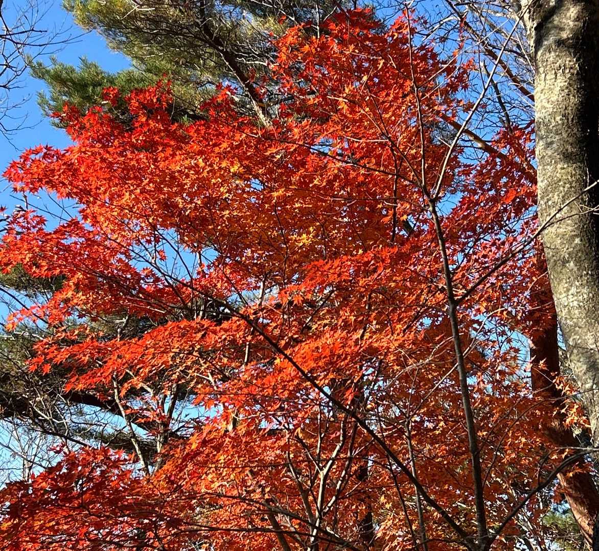見上げれば紅葉🍁紅と緑のコントラスト
