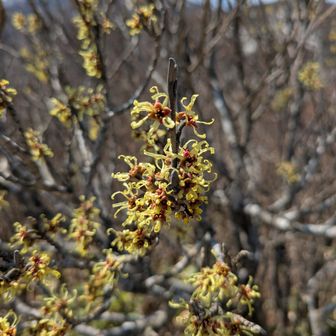 マンサク（まず咲く、豊年満作）