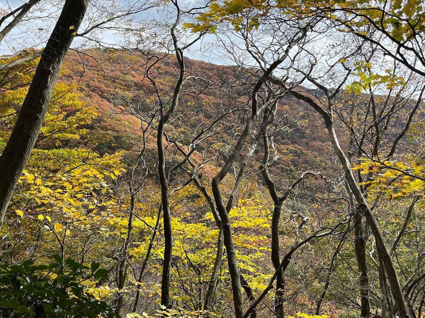 枝越しに見える山肌の紅葉🍁
パッチワーク😄