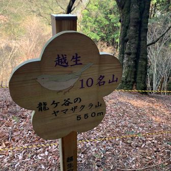 ⑨龍ケ谷のヤマザクラ山、550m
展望少し。越生10名山はあと２座（その一つ、野末張見晴台に寄ればよかったと後悔😭）。