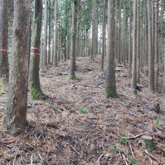 今は、緩〜い登り。