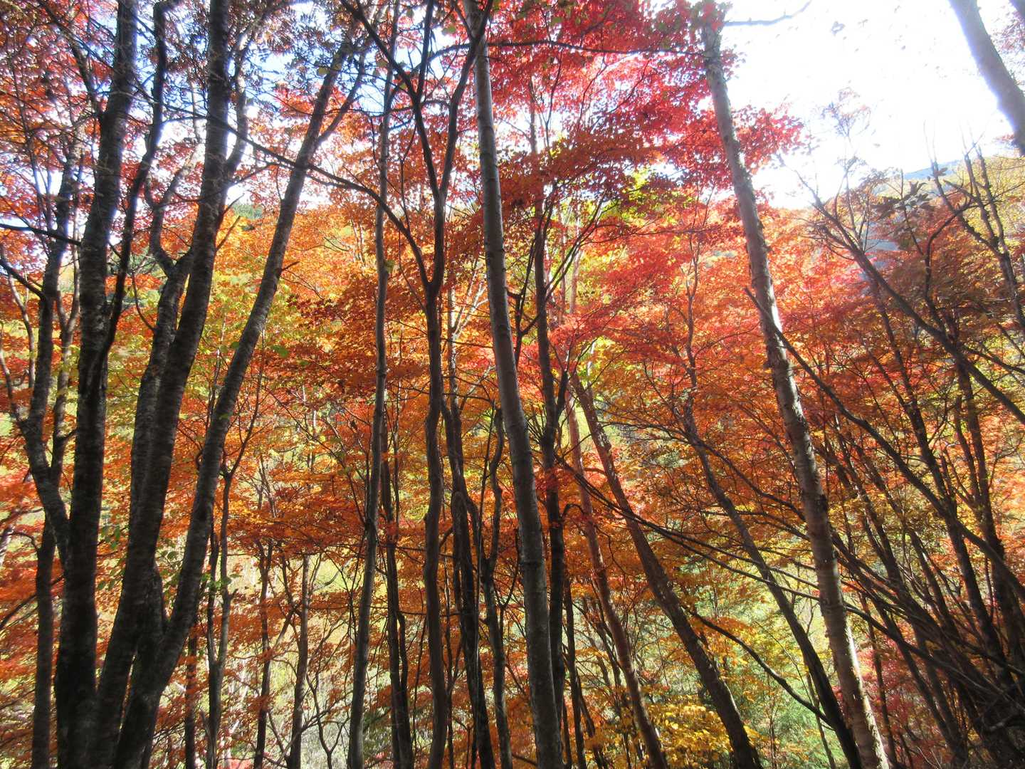 標高1700ｍ付近の紅葉