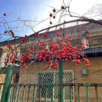 猿やクマが食べに来ないかしら🙊🐻