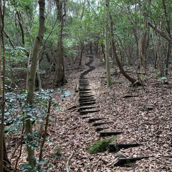 矢岳・城山 山頂近くの名物階段
