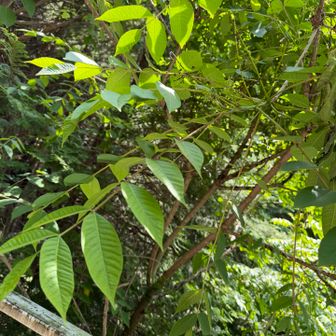 ハゼノキ　実は無毛　ウルシは有毛