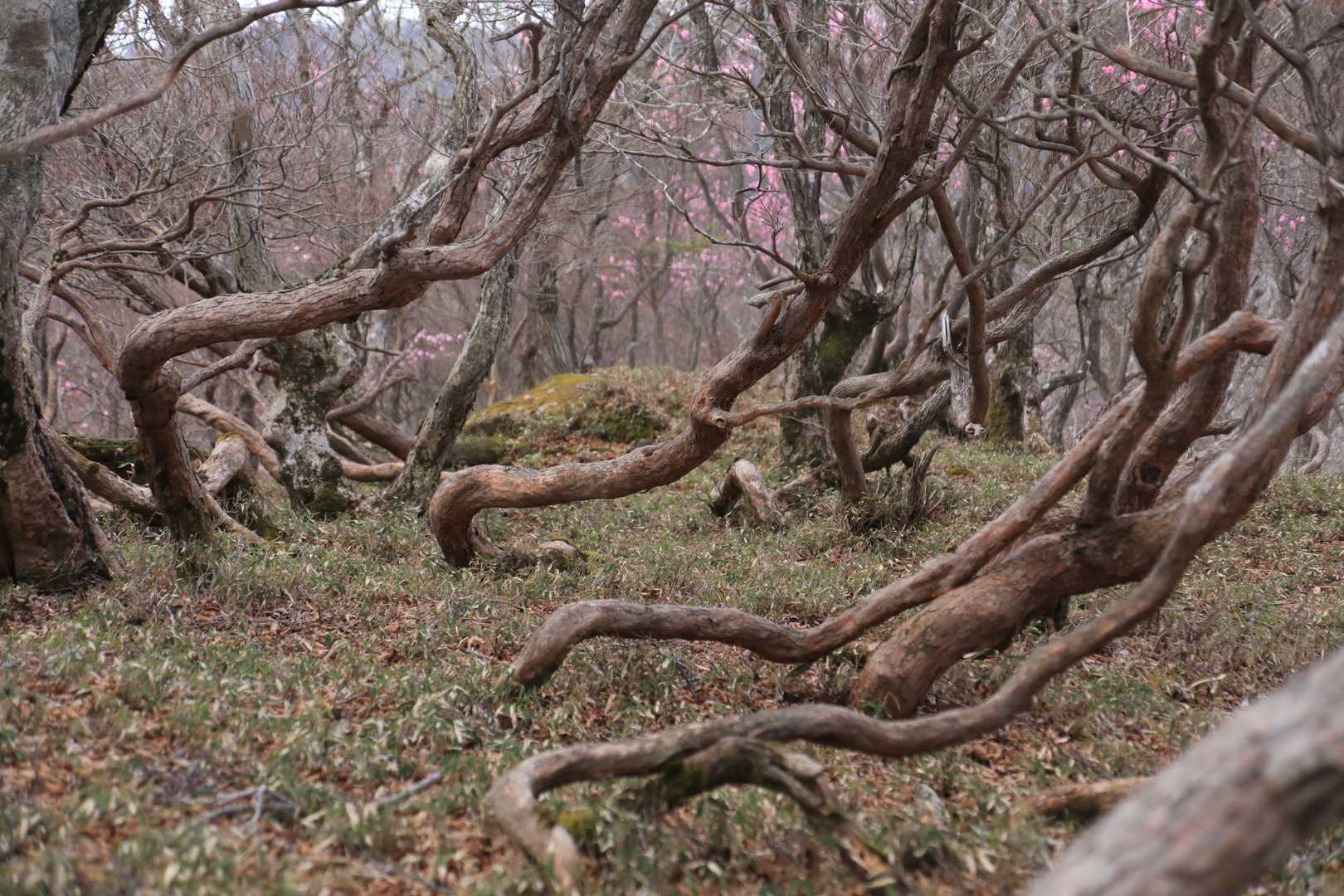 朝明登山口-国見岳-根の平峠 往復コースの写真