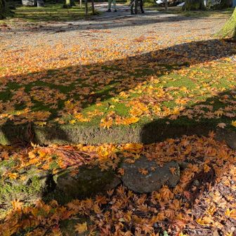 落ち葉と苔が綺麗😍