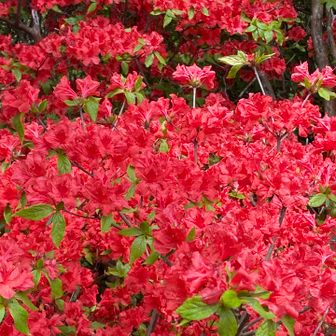 鮮やかなツツジ🌺
