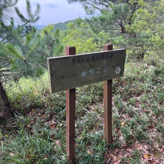 平成の大崩である「みやこ台」
みやこさんが名付けたのでしょうか🤔