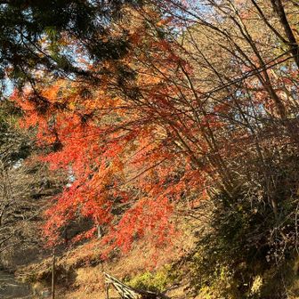 紅葉🍁綺麗✨でした