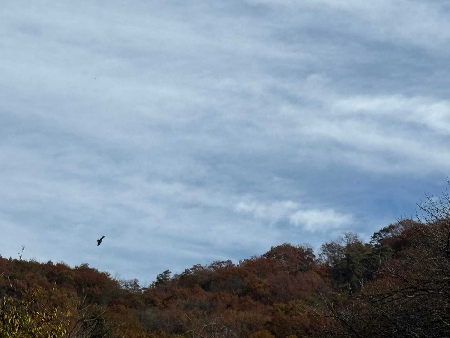空浮かぶ猛禽類🦅
