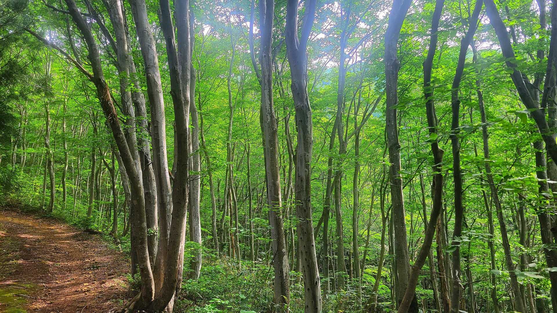 ブナの林が美しい