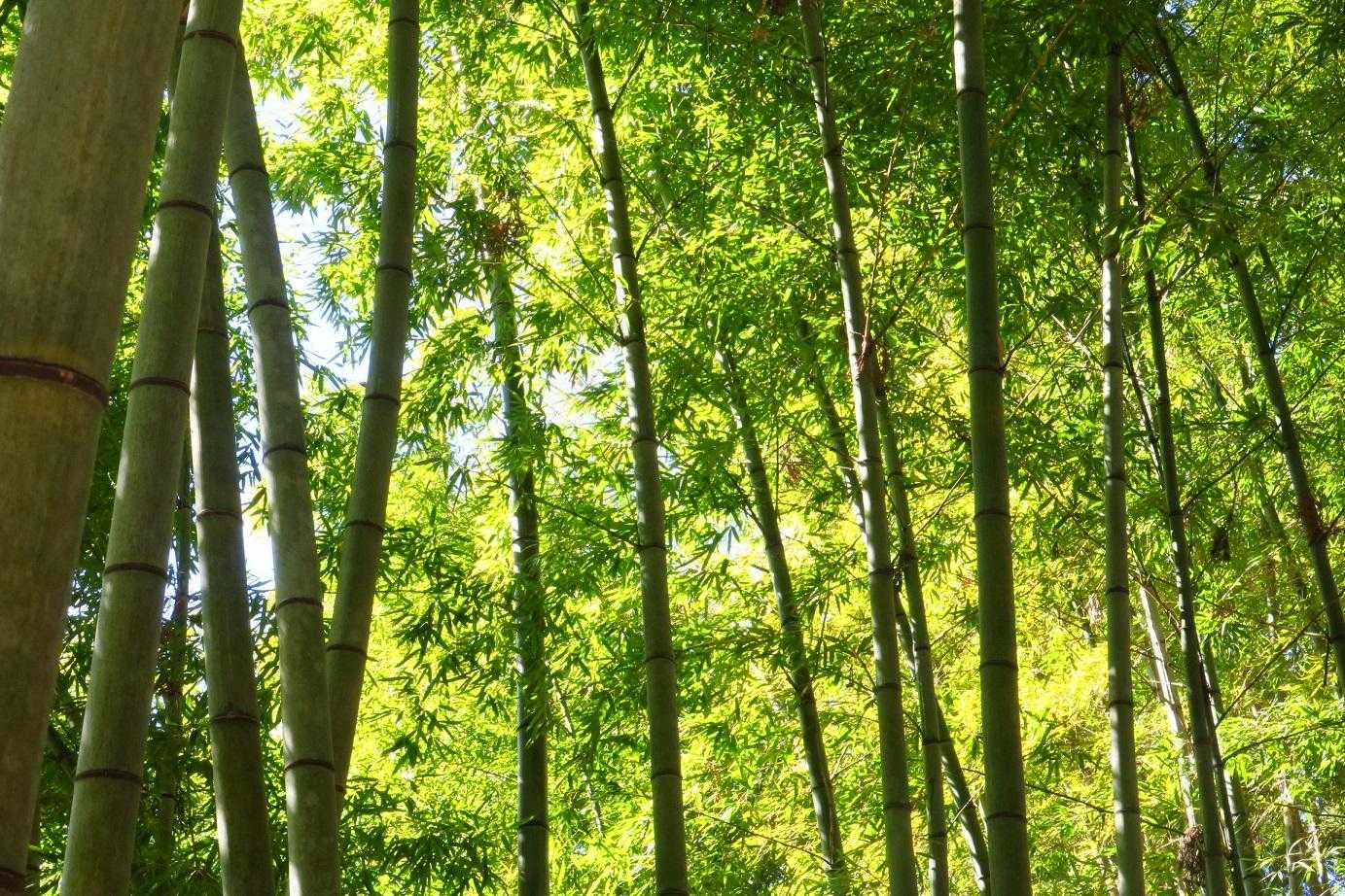 竹林～🌲🍀😊