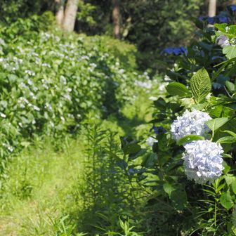 桜の谷への紫陽花ロード
成長し過ぎて背が高く、間延びしたイメージ🤔