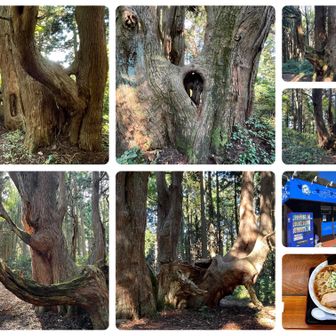 🌲天然杉が大変なことになってます😵‍💫
📺大人の休日倶楽部
🎬十三人の刺客
🎬超高速!参勤交代
(↑ロケ地だそうです)