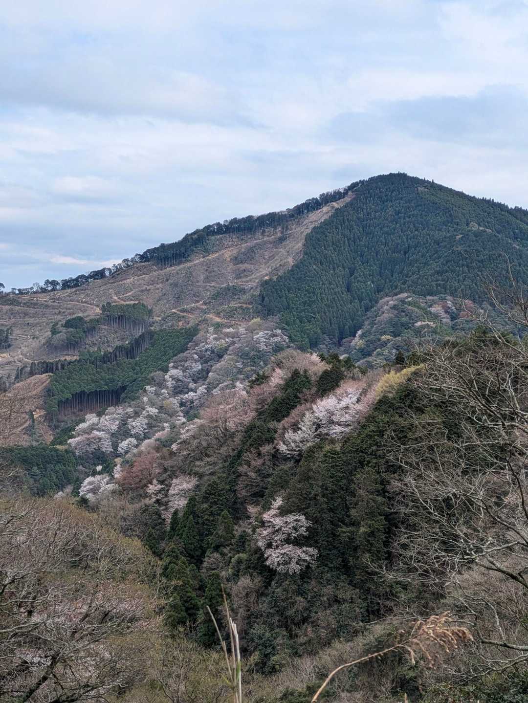 霊山南登山口から本宮山を望む。山桜💕