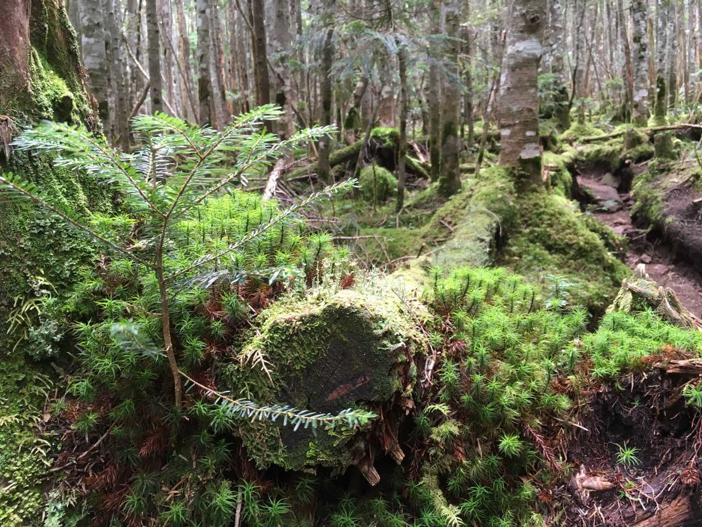 白駒池入口-ニュウ-中山峠 縦走コースの写真