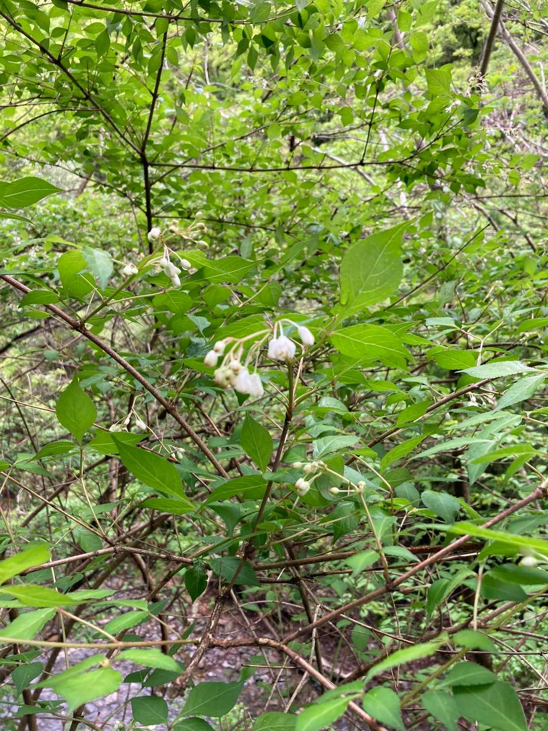 ウヅキシリーズか⁉️