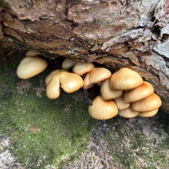 🍄