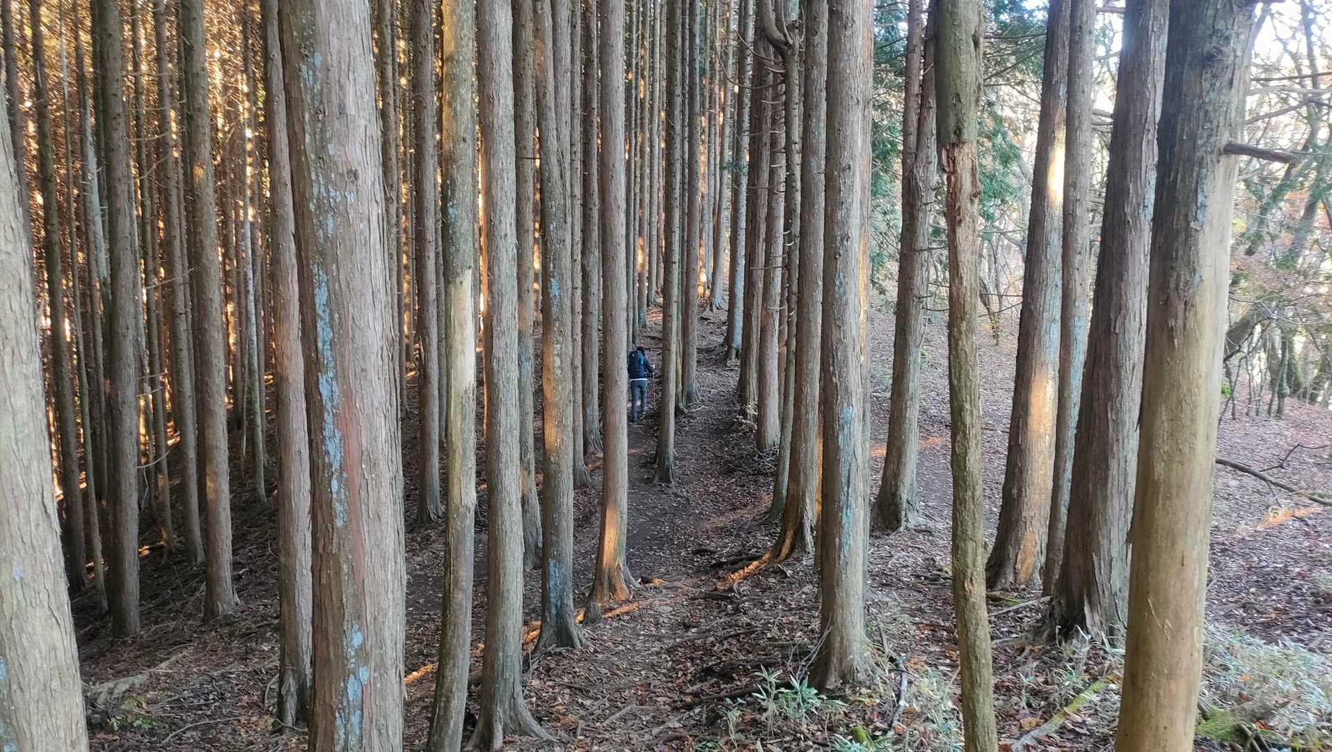 田貫湖-長者ヶ岳 往復コースの写真