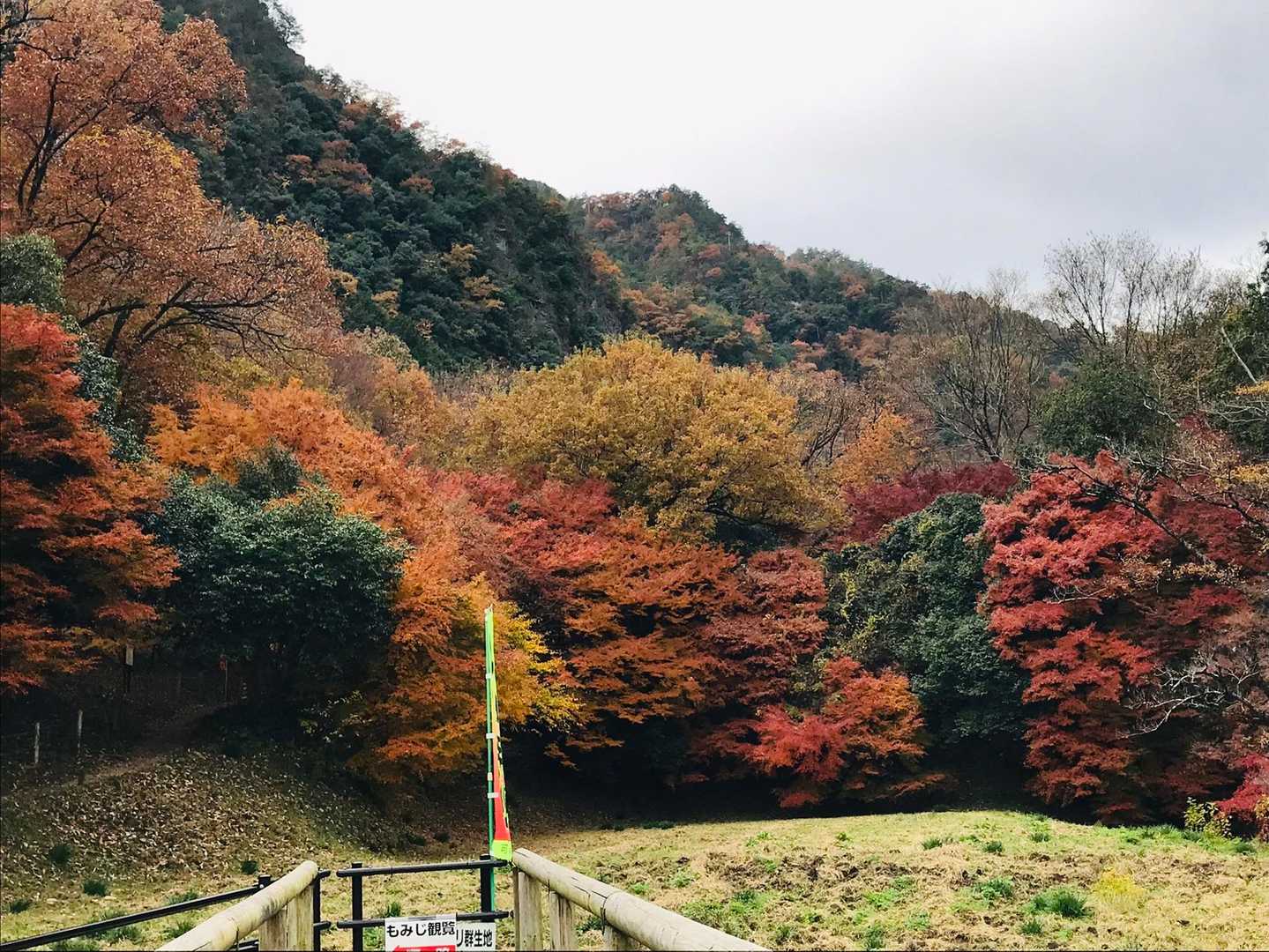 登山口辺りが見頃
