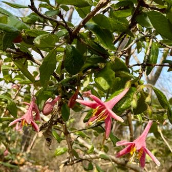 ウグイスカズラ🩷