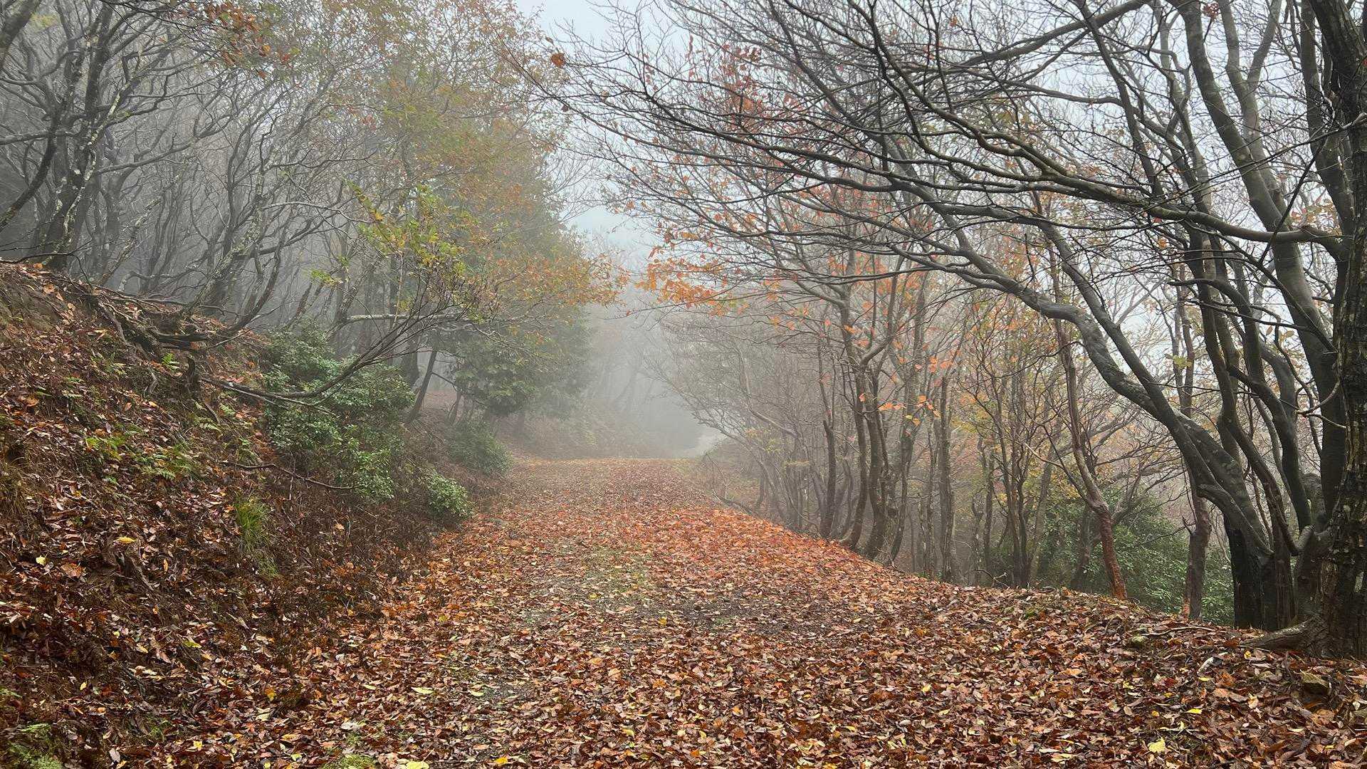 大江山 往復コースの写真
