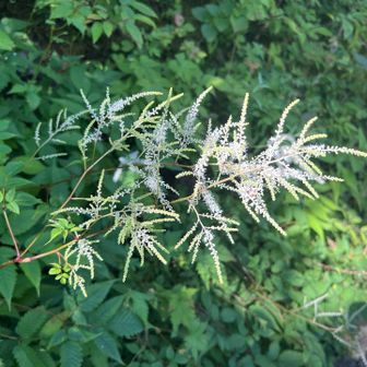 これも花？