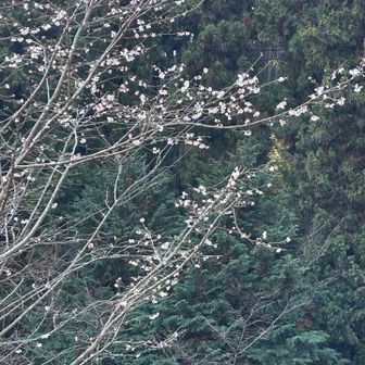 寒桜だ🌸