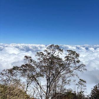 雲海