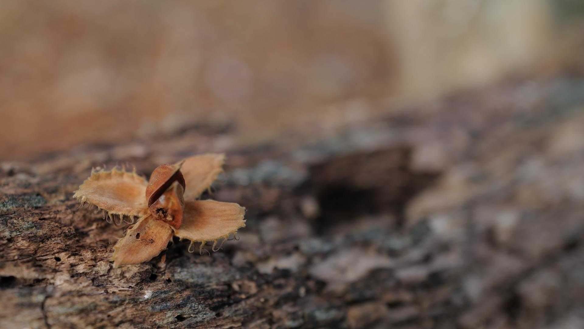 嘴。