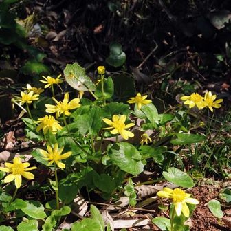 ヒメリュウキンカ