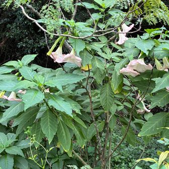 これ、確か毒なんだよね
花は15～20㎝の大ぶりな花、淡いピンク色