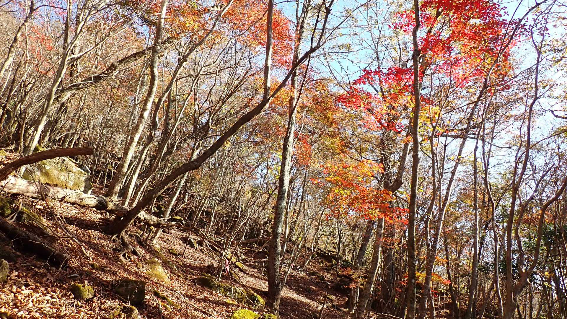 由布岳の紅葉も終盤ですね