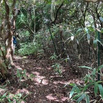 ここは山らしい道です😊木陰で風も爽やか♪
