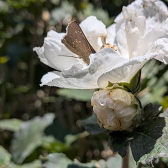 🤍酔芙蓉と🦋