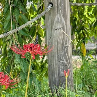 手前公園の彼岸花
ここが一番見頃だった