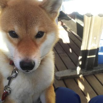 めてんだらいおん