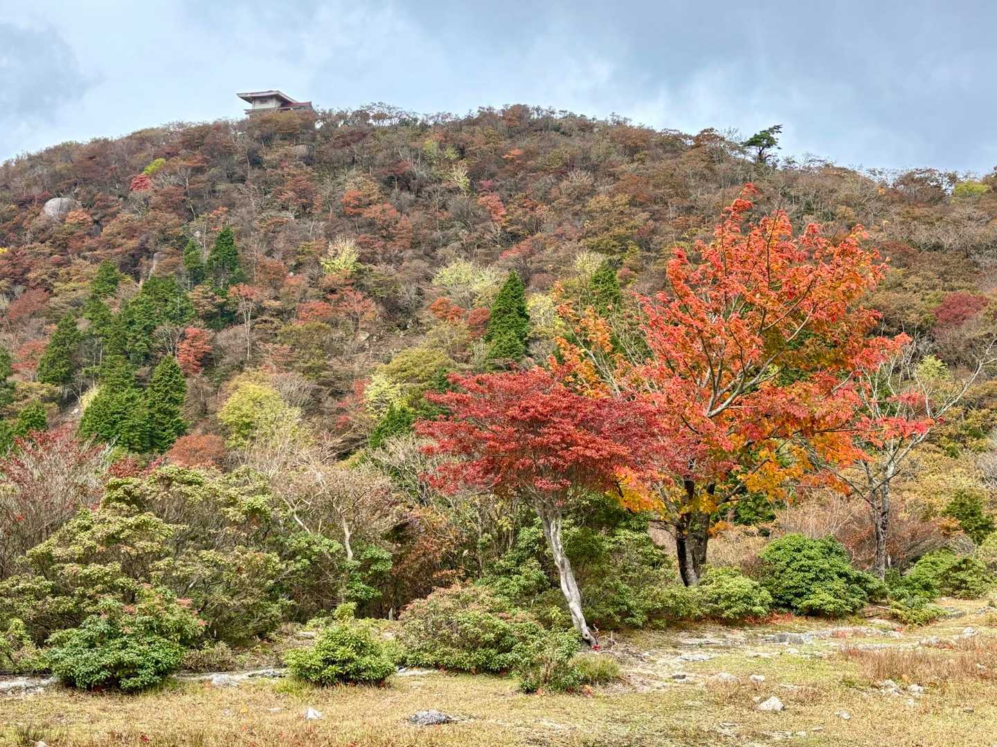 途中、目を惹きつける橙色❤️🧡