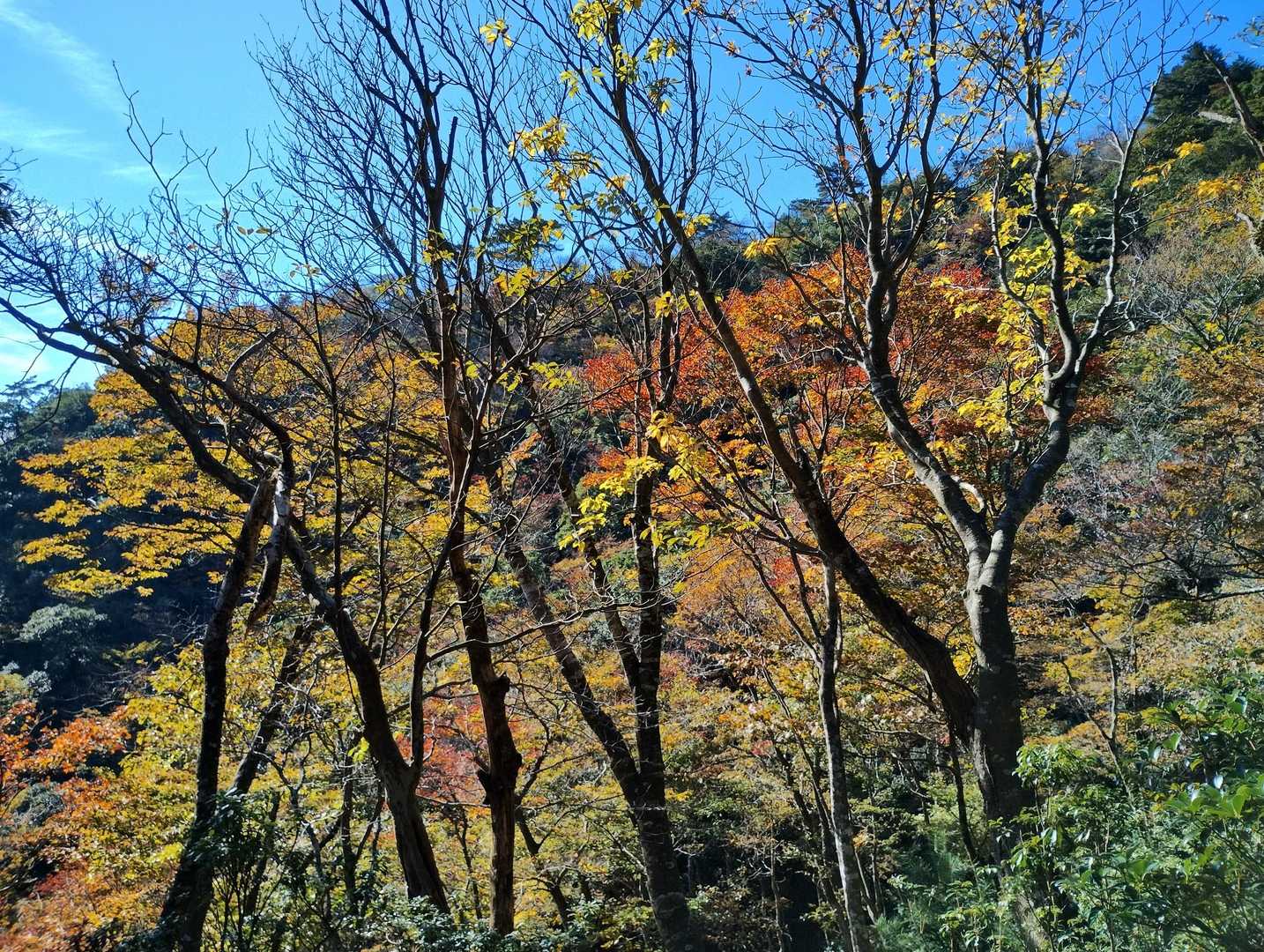 最後まで青空のもと紅葉歩き出来て最高でした😆