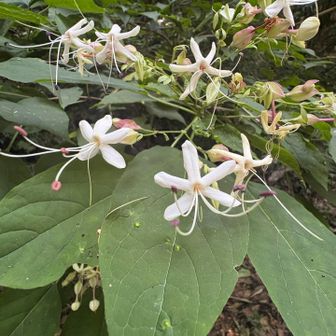 山の中から香るあまい匂いは
この花だったのかなぁ？

ホワイトムスクのような香り