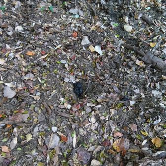 登りには気づかなかった…
ちゃんと穴掘ってる
犯人は…