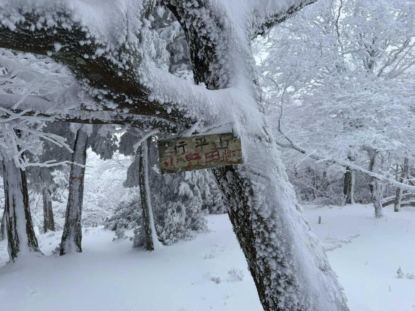 行平山、登頂！眺望無し