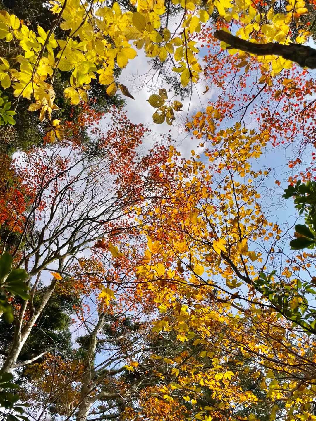上を見ると紅葉が綺麗🍁✨