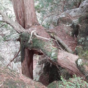 これなんかもう　どうなっているのか？知恵の輪みたいになってます