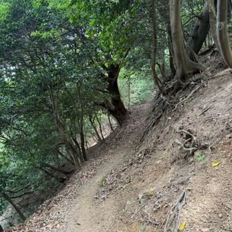 なかなかの道。斜めっている。滑って落ちないように気をつけないと。