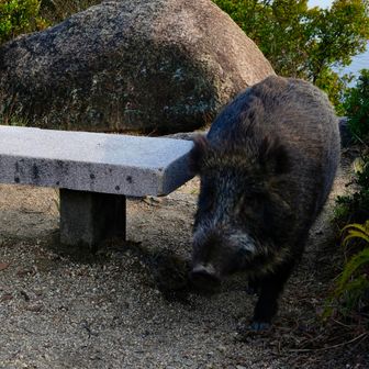 出た！イノブタ
家畜を放ったということ？

■ イノシシ
日本に生息する野生動物。体は黒〜茶色で剛毛に覆われ、牙が発達しています。警戒心が強く、山林を中心に生活。雑食で繁殖力も高く、農作物被害の原因にもなる一方、ジビエとして利用されます。

■ イノブタ
イノシシとブタを交配して作られた家畜種。性格はイノシシより温和で、人に慣れやすいのが特徴です。肉質はイノシシより臭みが少なく、ブタよりも旨味が強いとされ、食用として飼育されます。