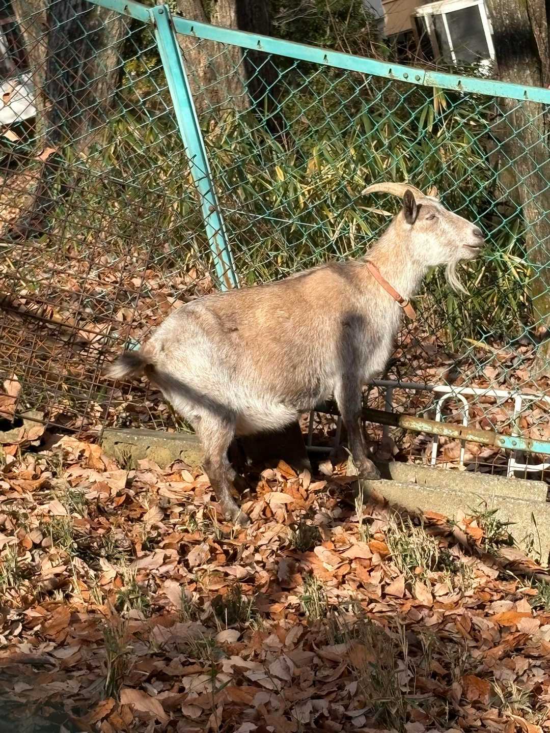 前回来たときは気づかなかったヤギさん🐐